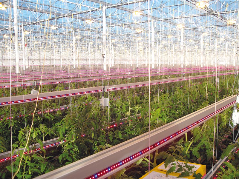 植物生长补光灯冬天温室大棚的救命稻草