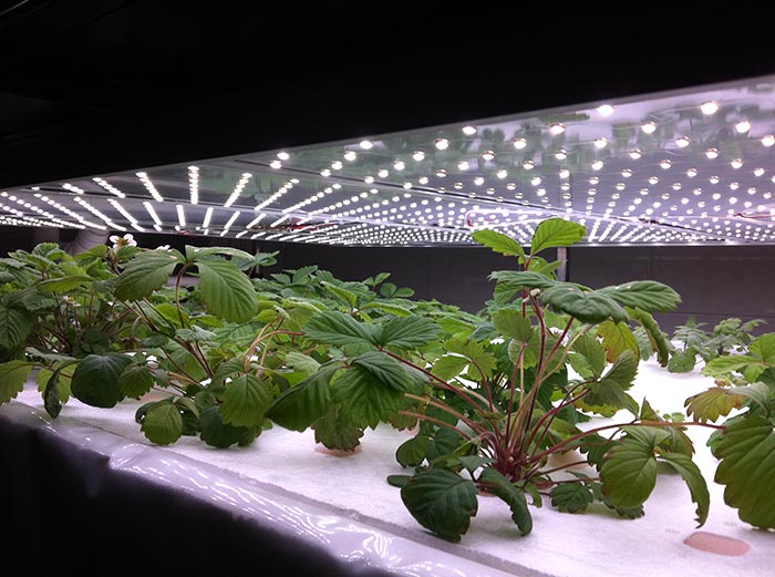 解析LED植物灯对光合作用的补光应用